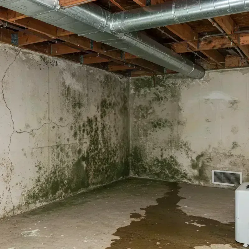 Professional Mold Removal in Suffolk County, MA